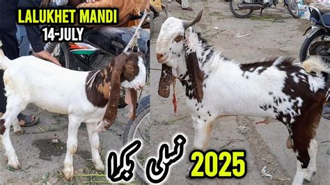 Lalukhet Bakra Mandi Rates On 14 Jul Karachi Goats Market