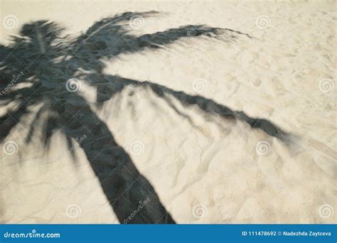 Shadow from Palm Tree on a Sandy Beach. Stock Photo - Image of ...