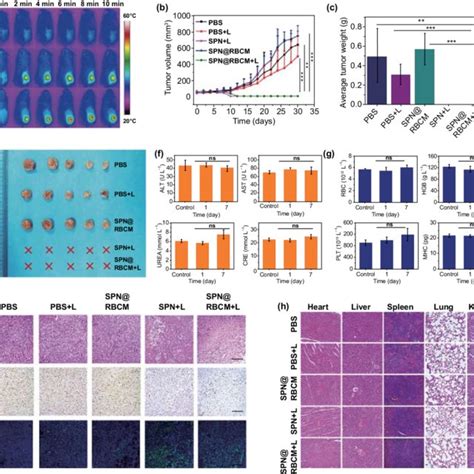 A IR Thermal Images Of 4T1 Tumor Bearing BALB C Mice Under 808 Nm Laser