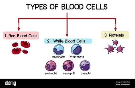 Type Of Blood Cell Illustration Stock Vector Image And Art Alamy