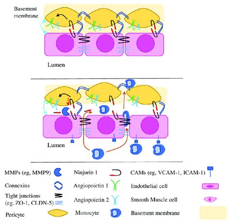 The Role Of Adhesion Molecules In Pericyte Pericyte And Pericyte Ecs