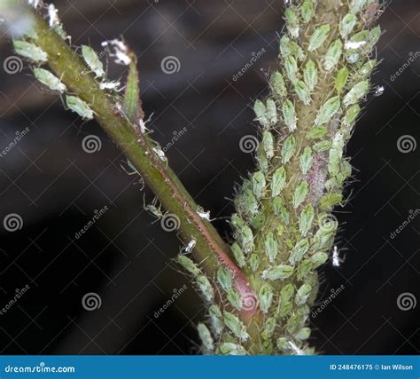 Aphid Infestation Stock Image Image Of Environment