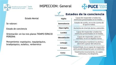 Examen Fisico Enfermeria Del Paciente Cefalocaudal Ppt