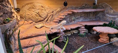 Diy Bearded Dragon Setup Bearded Dragon Diy Bearded Dragon Terrarium