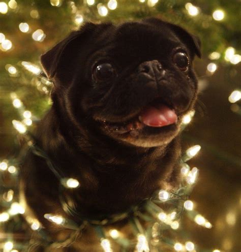 Christmas Pug Wallpapers - Top Free Christmas Pug Backgrounds ...