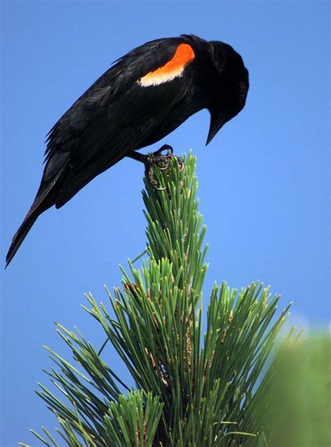 What Killed The Blackbirds In Stow Creek Latest Headlines