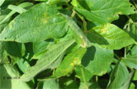 Bacterial Blight On Soybean Umn Extension