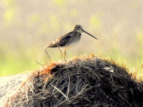 Biebrza National Park Długa Luka Birdingplaces