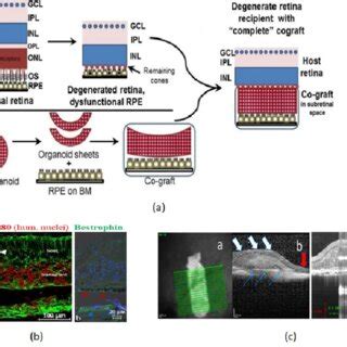 Tissue Engineered Rpe Retinal Organoid Co Graft Transplantation Into