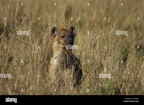 Una Hiena Manchada Crocuta Crocuta En La Reserva De Masai Mara En