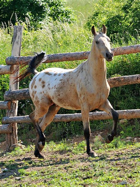 Horse Info Page Alania Stud Akhal Teke Horses Horses Beautiful Horses