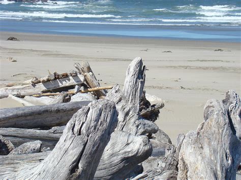 Ocean Beach Driftwood art prints Coastal Shore Photograph by Patti Baslee - Fine Art America