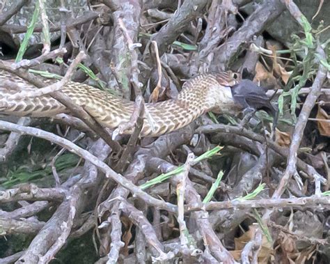 Western Coachwhip From Bexar County TX USA On July 31 2023 At 06 22