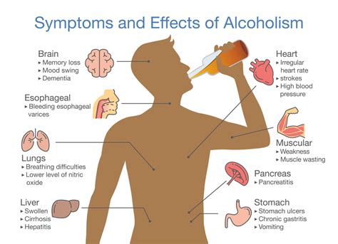 Het Drinken Van Alcohol Hoe Het Het Menselijk Lichaam Vernietigt