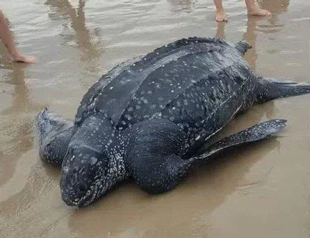 Tartaruga de couro é encontrada morta em praia de Torres Spaço FM 100