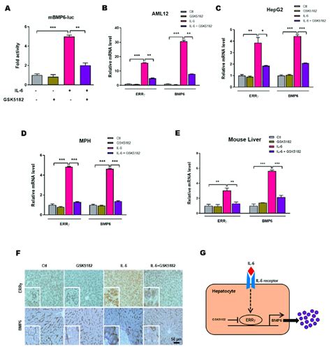 Gsk Inhibits Il Mediated Hepatic Bmp Gene Expression A Aml