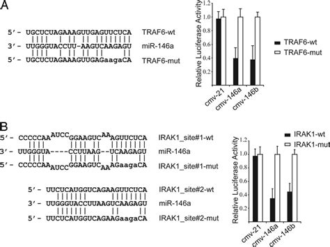 Irak1 And Traf6 May Be Molecular Targets Of Mir 146 Posttranscriptional