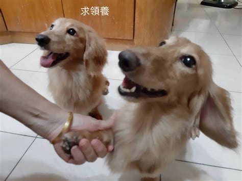 Re 徵求 狗奴請進 看板 gay 批踢踢實業坊