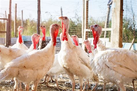 Un cas de grippe aviaire confirmé en Maine et Loire Top Santé