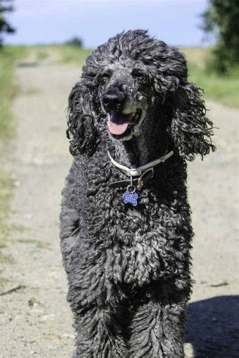 Best Swimming Dogs The Best And Worst Dog Breeds For Swimming Your