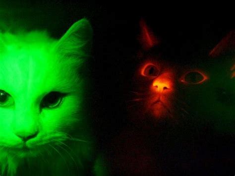 In 2007 Scientists Created Glow In The Dark Cats Freakin Facts