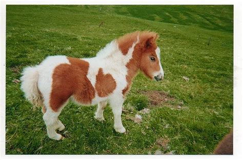 Baby Pony Horse