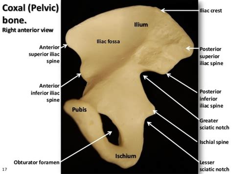 Pelvis Flashcards Quizlet