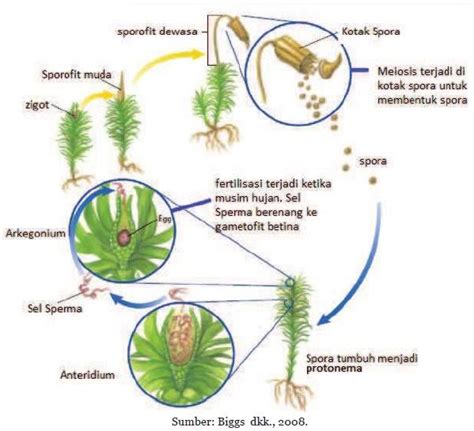Pada Gambar Pergiliran Keturunan Tumbuhan Lumut Berikut Cermin Dunia