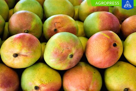 Exportaciones De Mango Fresco De Per Totalizan Toneladas