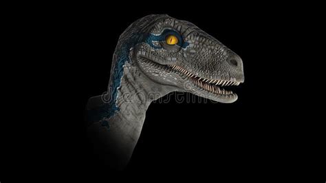 Velociraptor Blue Jurassic Opens The Mouth Side View Stock Footage Video Of Lizard Evolution