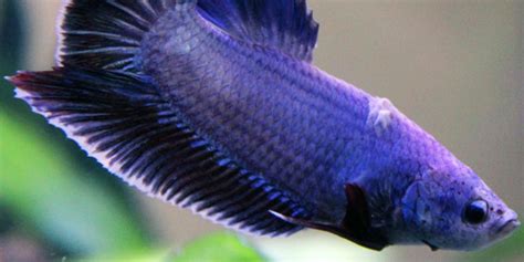 Betta Fish Series - Different Betta Diseases - The Aquarium Guide