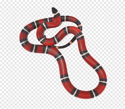 Descarga Gratis Serpiente Rayada Roja Negra Y Blanca Png PNGEgg