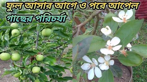 আপেল গাছে ফুল আসার আগে ও পরের পরিচর্যা Youtube