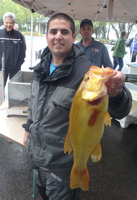 Bizarre Gold Largemouth Bass Caught In Bass Tourney Mens Journal