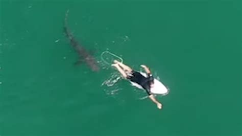 Australian Surfer Unknowingly Has Dangerously Close Encounter With Shark Video Abc7 Los Angeles