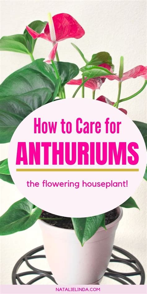 How To Take Care Of Anthurium Plants Indoors Natalie Linda