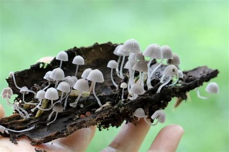 Premium Photo Close Up Of Hand Holding Mushrooms