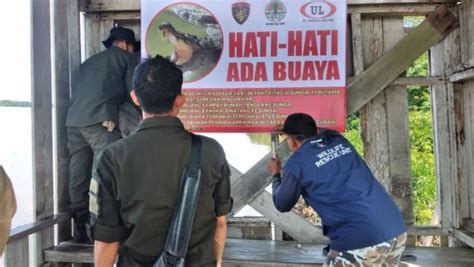 Bksda Pasang Spanduk Peringatan Di Lokasi Kemunculan Buaya Katambungnews