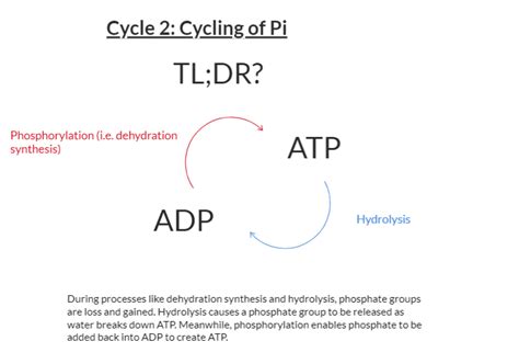 Cellular Respiration: Cycles in a Cycle