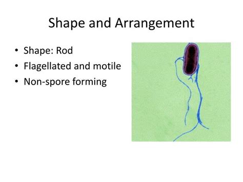 Ppt Salmonella Typhi Powerpoint Presentation Id6516571