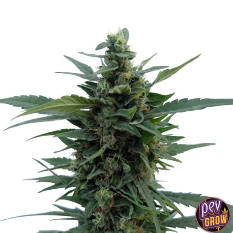 Gelonade Buy Gelonade Feminized Seeds From Spain Seeds Pevgrow