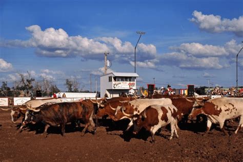 2 Cowboy Roundup Usa Ranch Rodeo Royalty Free Images Stock Photos