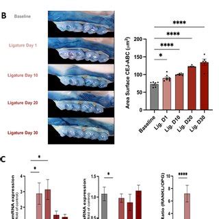 Alveolar Bone Resorption And Mrna Expression Levels Of Rankl And Opg In