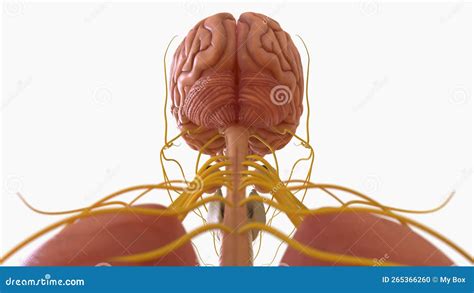 医学概念3d绘制的人脑解剖学 库存例证 插画 包括有 大脑 蓝色 里面 头脑的 传记 精神 265366260