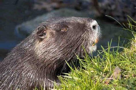 Beaver Facts Habitat Size Life Cycle And More