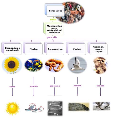 Cambios En Los Seres Vivos Mapa Conceptual Movimiento En Los Seres Vivos