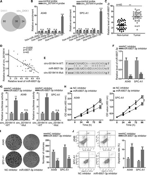 Circrna Hsa Circ Inhibits The Progression Of Luad By Sponging