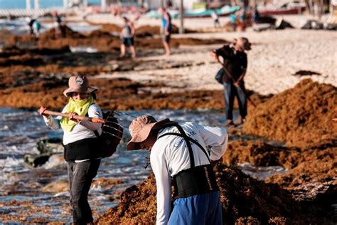 M S De Toneladas De Sargazo Se Han Recolectado En Playa Del