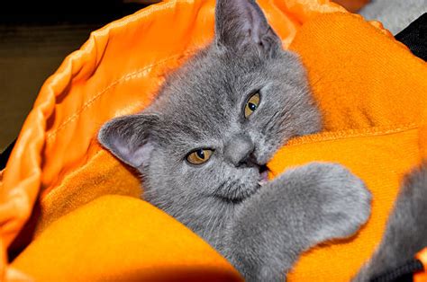 Cat Bite Foot Stock Photos Pictures And Royalty Free Images Istock