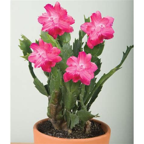 Schlumbergera Christmas Cactus Red Aspen 25 Pot Logees